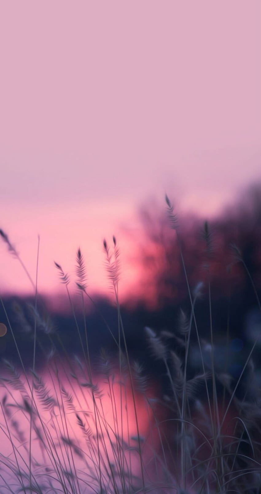 . By Artist Unknown. Fotografi alam, Latar belakang, Pemandangan, Pink Nature Cute HD phone wallpaper