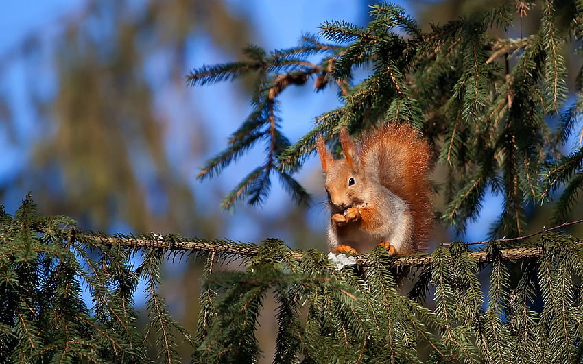 Animals, Squirrel, Pine, Sit, Tail HD wallpaper