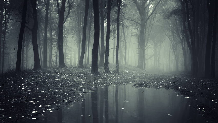 Dunkler Waldhintergrund, gotischer Wald HD-Hintergrundbild