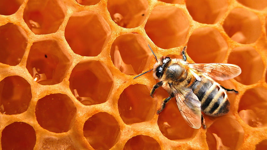 Honeycomb, honey, orange, bee HD wallpaper