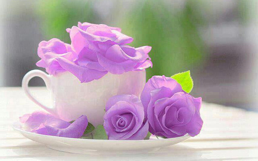 roses violettes, violet, nature morte, stylé, roses Fond d'écran HD