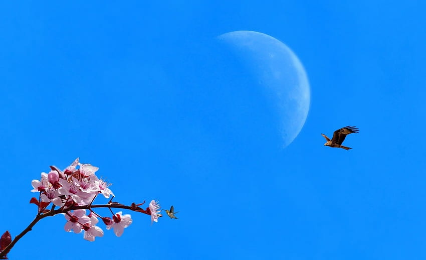 ท้องฟ้าสดใส วันในฤดูร้อน นก นกอินทรี แสงจันทร์ เฟลอร์ Cielo ฤดูใบไม้ผลิ บลู ท้องฟ้าสีคราม natur flor Azul ดวงจันทร์ มหัศจรรย์ วันฤดูใบไม้ผลิ ฤดูใบไม้ผลิที่สวยงาม ซากุระ ต้นไม้ดอกไม้ นก การบิน พรีมาเวร่า , ฤดูร้อน, เซียล, ลูน่า, ธรรมชาติ, ท้องฟ้า, ดอกไม้, uccelli, printemps วอลล์เปเปอร์ HD