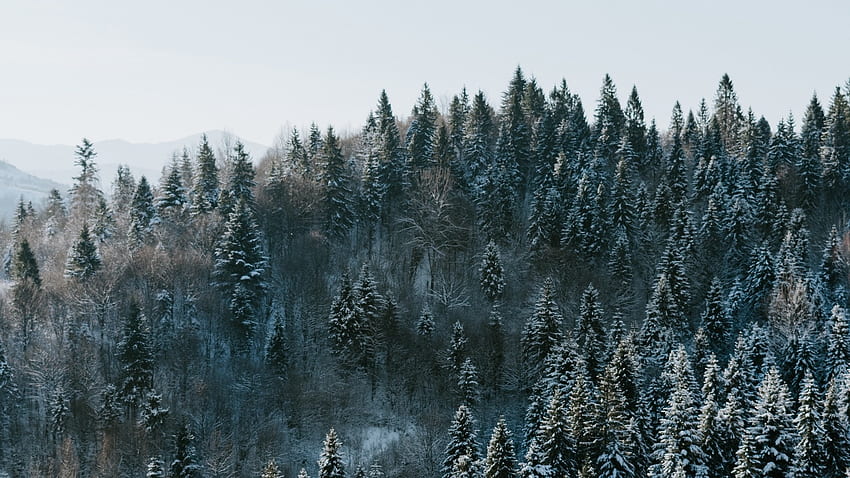 Bäume, Winter, Wald, Draufsicht, schneebedeckt. , , , Verschneiter Wald HD-Hintergrundbild