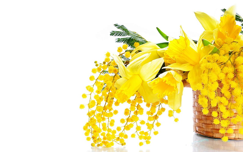Flores de mimosa de tulipanes amarillos fondo de pantalla