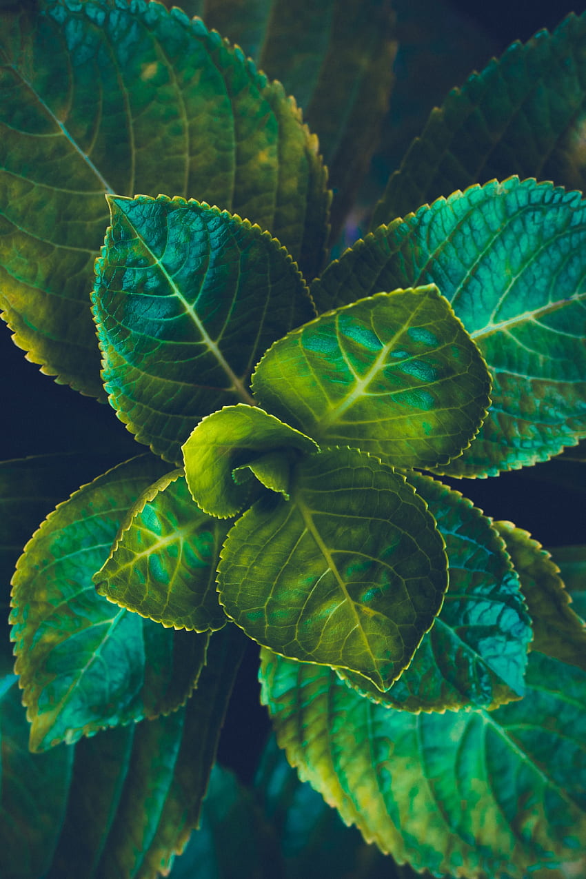 葉, 植物, マクロ, 葉脈 HD電話の壁紙
