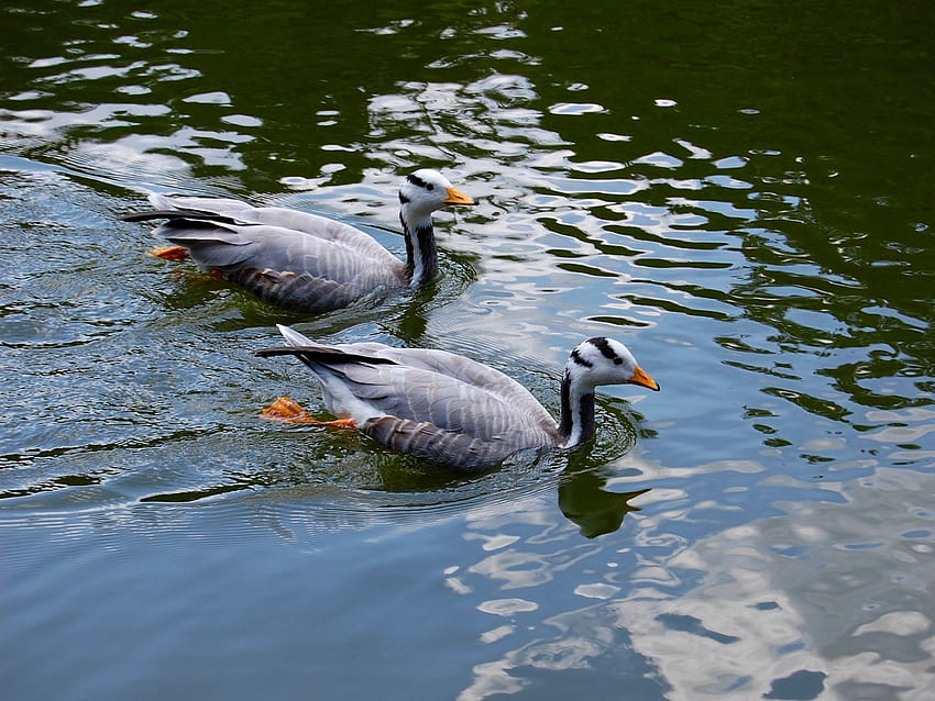 Animals, Feather, Bird, Couple, Pair, Duck, To Swim, Swim HD wallpaper