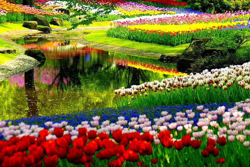 Sommergarten, , Natur, Blumen, , Hintergründe, bunt, schön, Sommer, Gärten, atemberaubend HD-Hintergrundbild