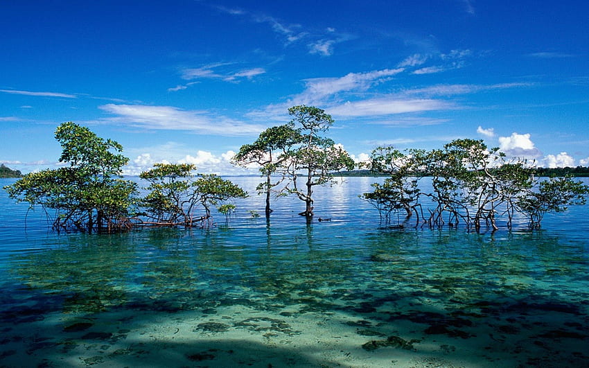 MORGENRUHE, Insel, Indien, Landschaft, untergetauchtes Land, Tsunami, Wolken, Bäume, Wasser, Ozean HD-Hintergrundbild