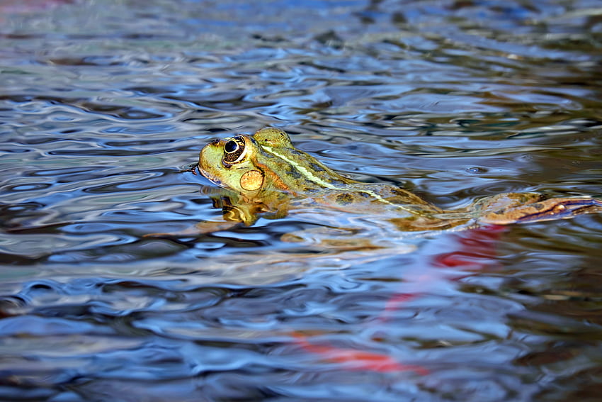 Animals, Water, To Swim, Swim, Frog HD wallpaper