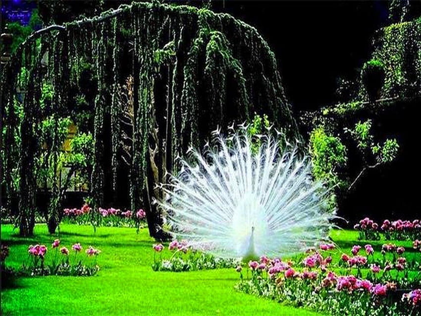 Peacock display, white, flowers, peacock, grass, park HD wallpaper