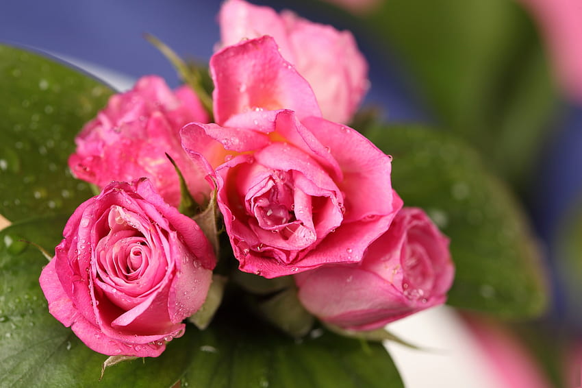 Roses, rose, pink, green, flower HD wallpaper | Pxfuel