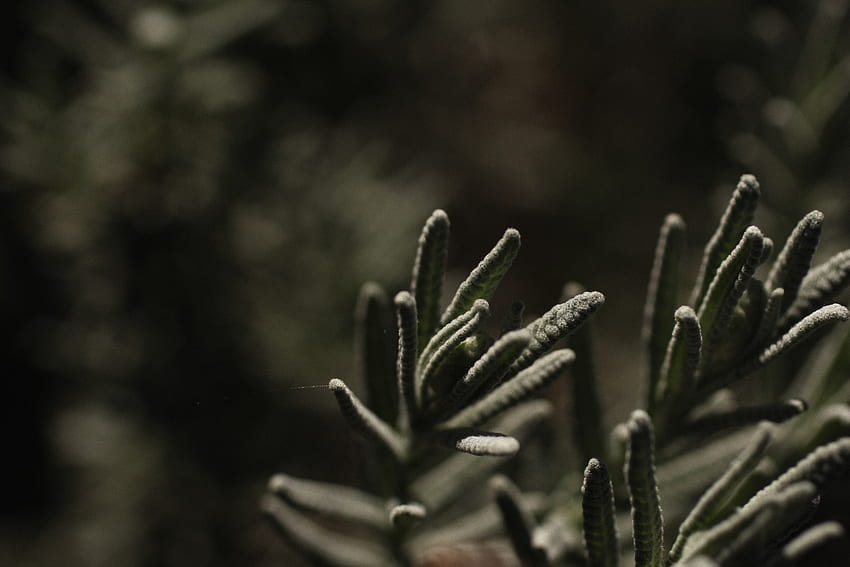Nature, Plant, Blur, Smooth, Branch HD wallpaper