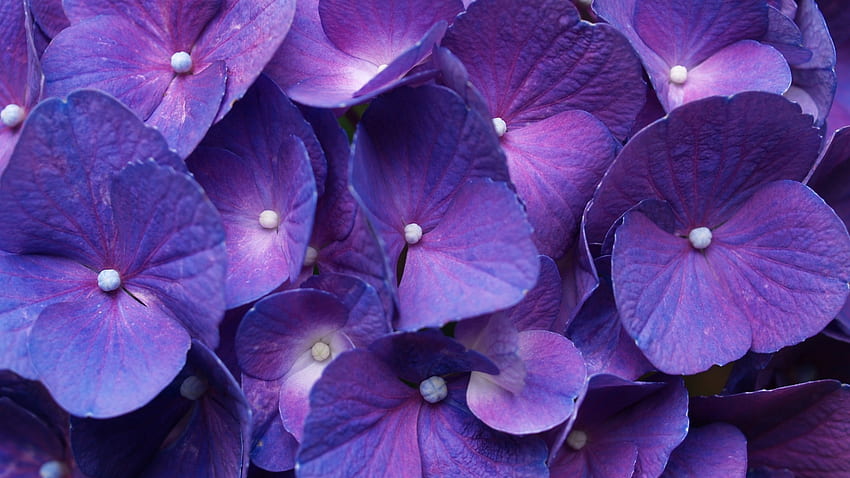 Purple Hydrangea Flower 1934 HD wallpaper