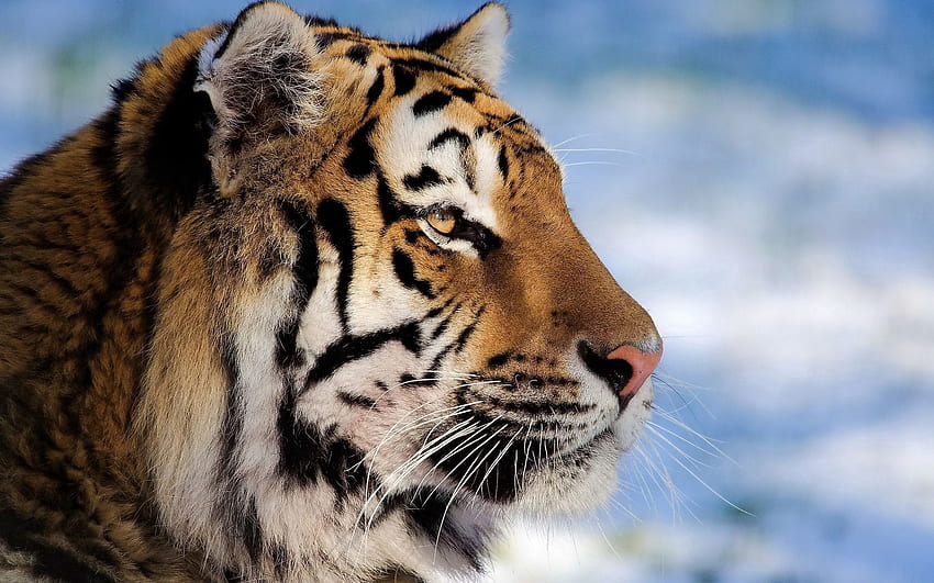 Animals, Muzzle, Striped, Big Cat, Tiger, Profile HD wallpaper
