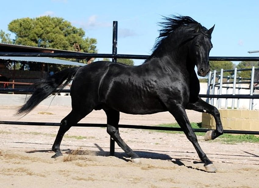 กล้าหาญ สเปน Andalusian ม้า สีดำ วอลล์เปเปอร์ HD