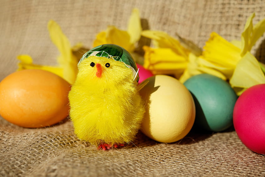 Feiertage, Eier, Ostern, Küken, Huhn HD-Hintergrundbild