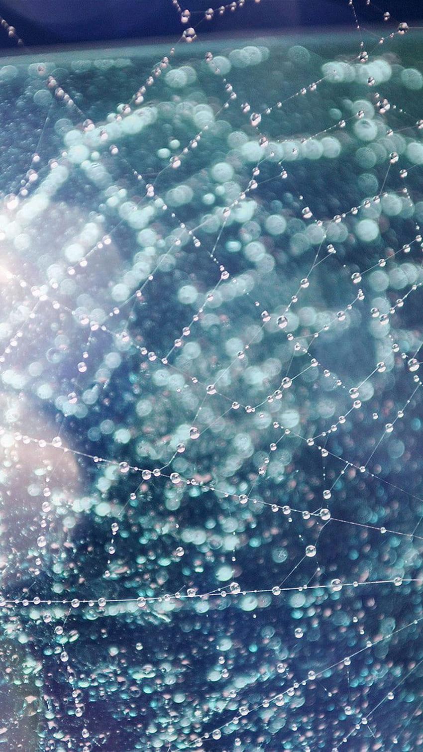 아이폰 5s 멋진 빗방울 밤 자연 거미줄 블루 HD 전화 배경 화면