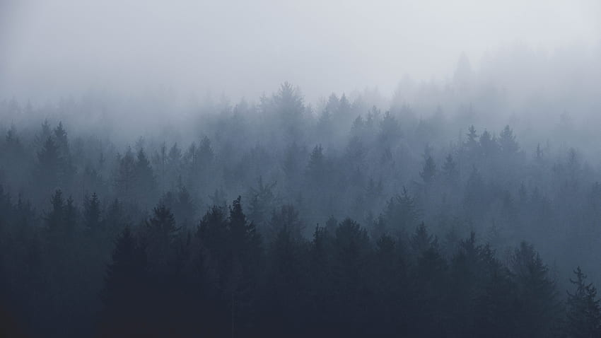 layers, adventure, , fog, tree, trees, discover, forest, explore, misty, nature, , travel, mist, haze, foggy, mistical, wood, quiet, layer, misty forest. Mocah, Misty Woods HD wallpaper