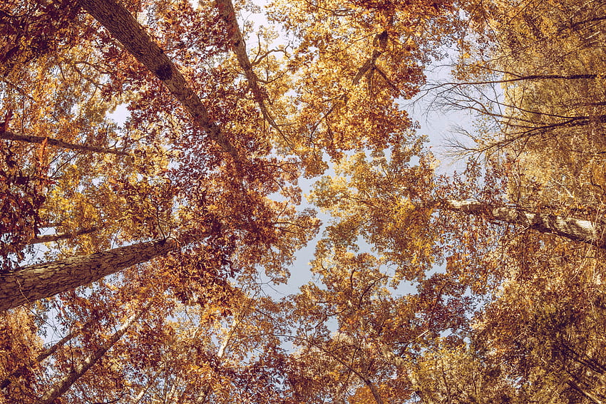 Natura, alberi, autunno, vista dal basso Sfondo HD