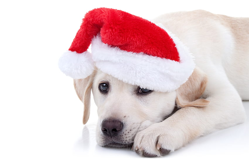 크리스마스 강아지, 개, 동물, 흰색, craciun, 강아지, 래브라도, 크리스마스, 빨강, 발, 산타, 케인 HD 월페이퍼