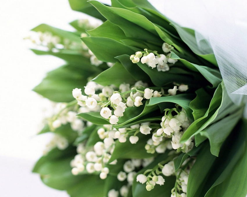 Delicate Spring Flowers For You!, delicado, flores, primavera, legal papel de parede HD