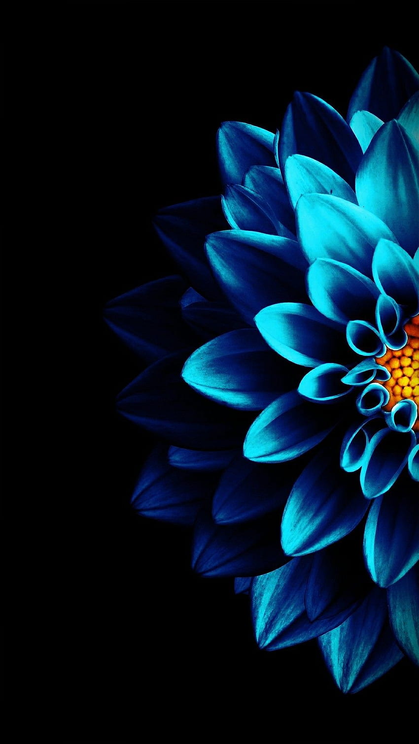 pół niebieski IsaRtfulfairytale. Kwiat tła iphone, czarne tło, niebieski iphone Tapeta na telefon HD