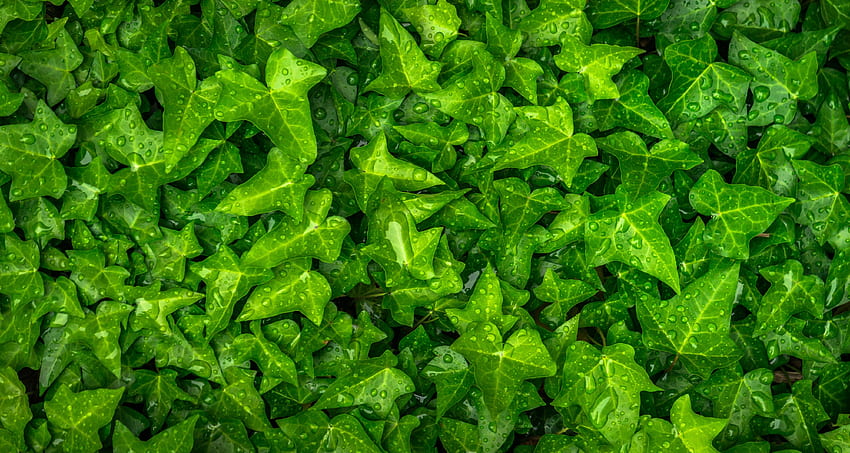 Blätter, Tropfen, Pflanze, Makro, Efeu HD-Hintergrundbild
