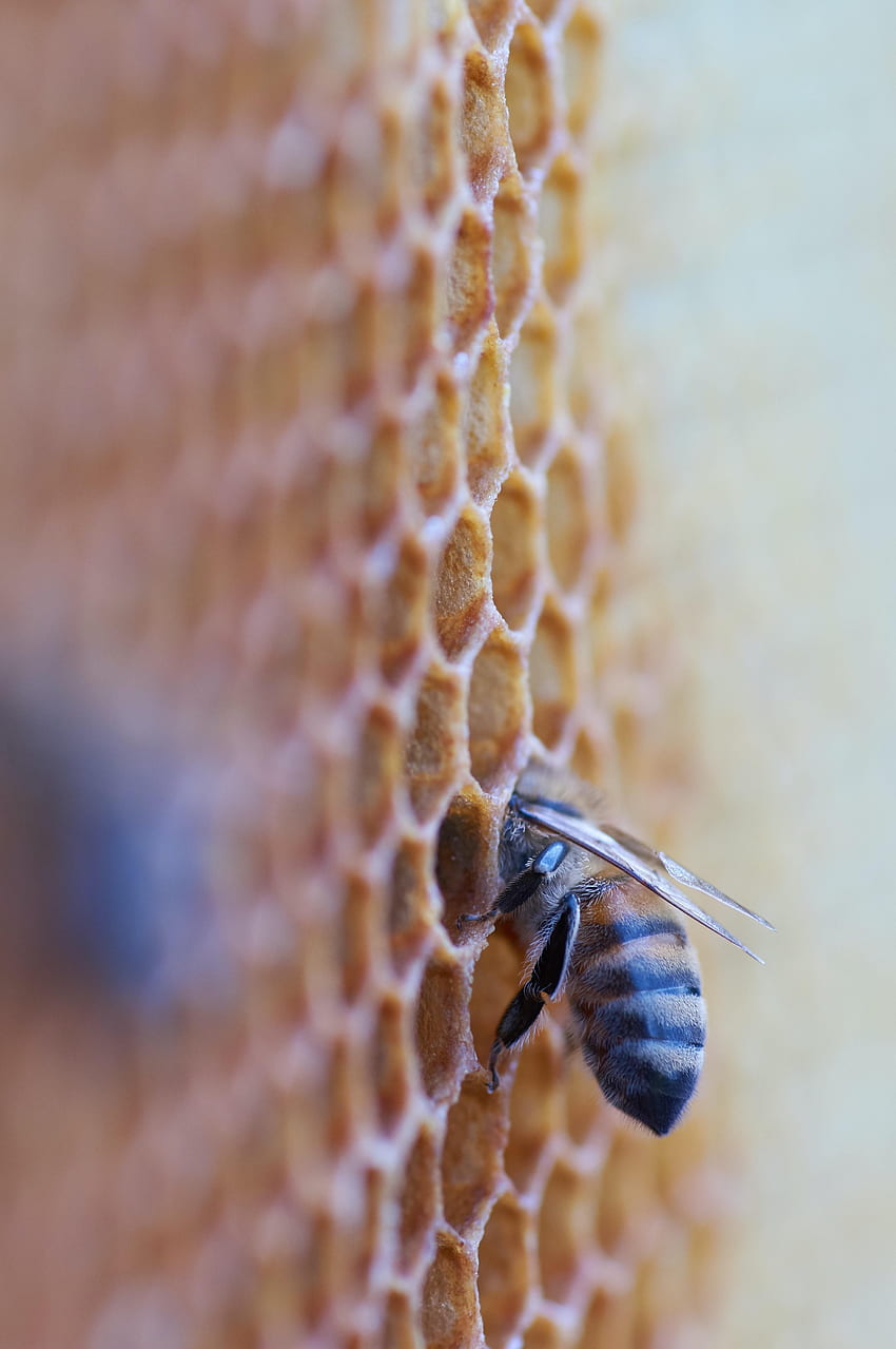 Macro, Insect, Bee, Honeycomb HD phone wallpaper