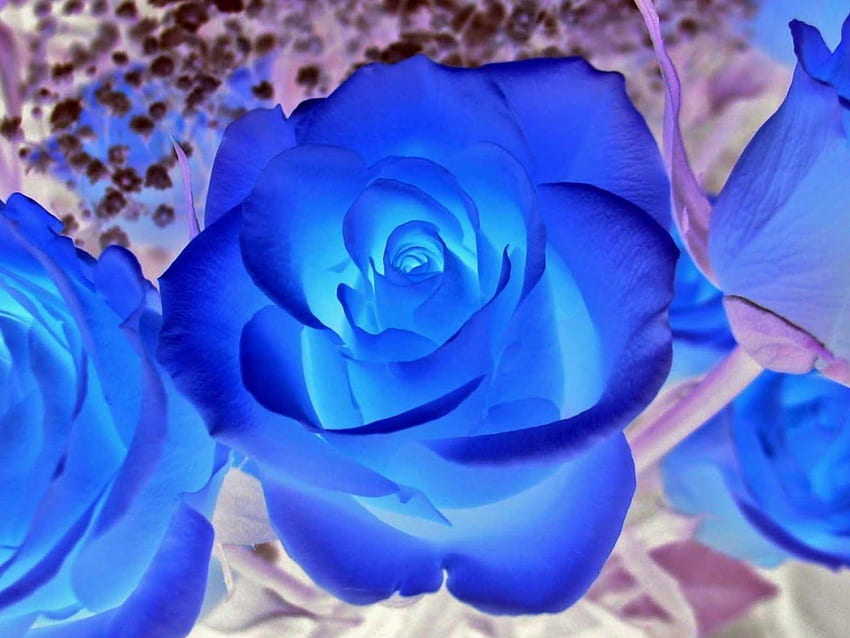 Soğuk Mavi Güller, mavi, harika, havalı, çiçekler, yumurtalar HD duvar kağıdı