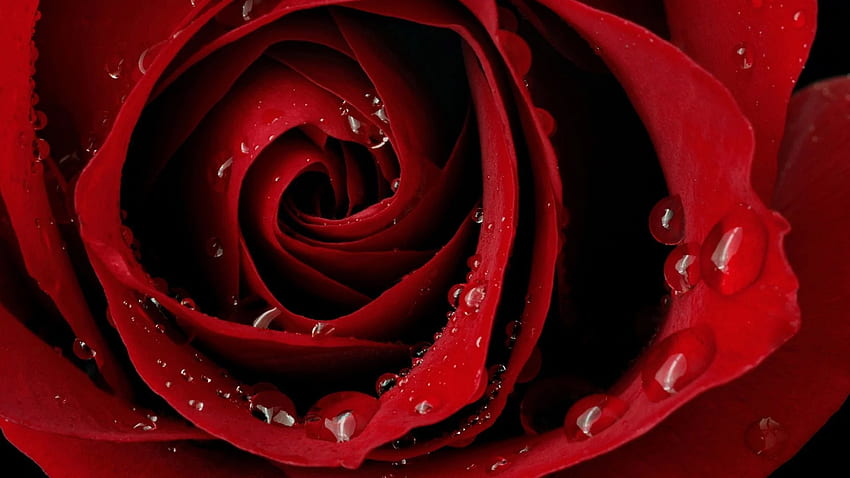 ROSE : Haute Définition : Plein écran, Roses Rouges Fond d'écran HD