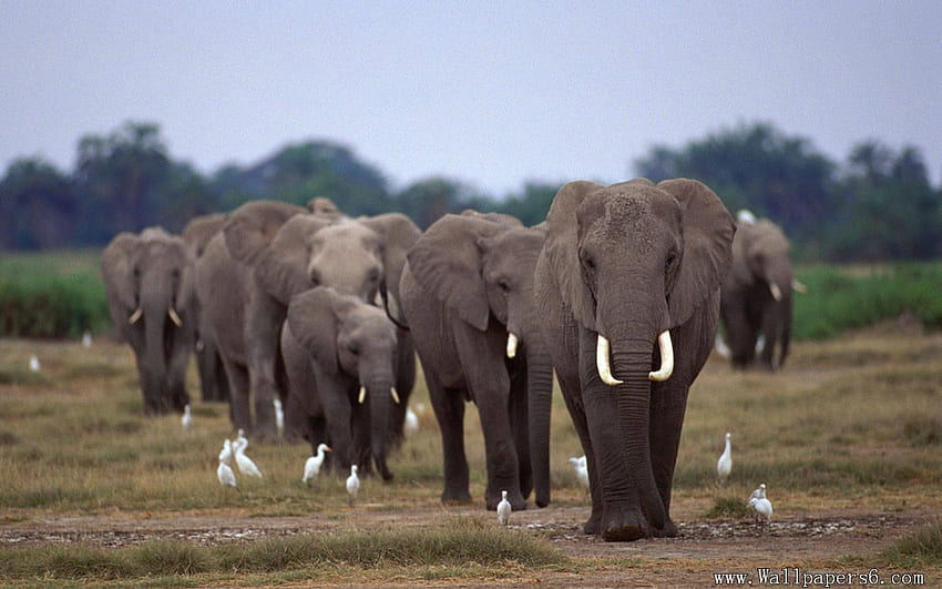 Grupo de elefantes, família de elefantes papel de parede HD