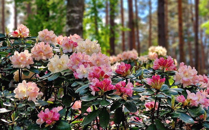 Rododendros na Floresta, Letônia, rosa, florestas, rododendros papel de parede HD