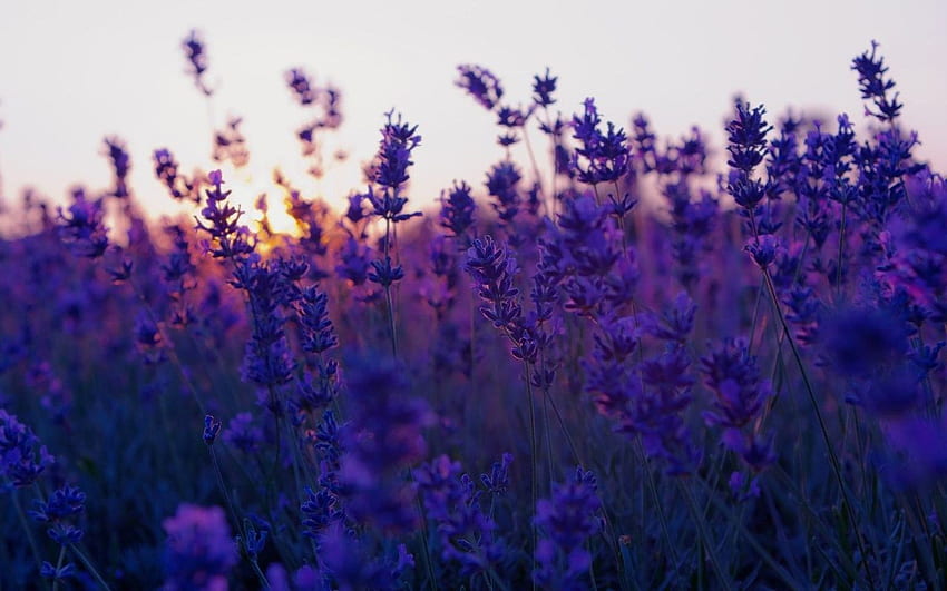 licht, bloemen, natuur. Purple flowers , Field , Flower background, Purple Flower Laptop HD wallpaper