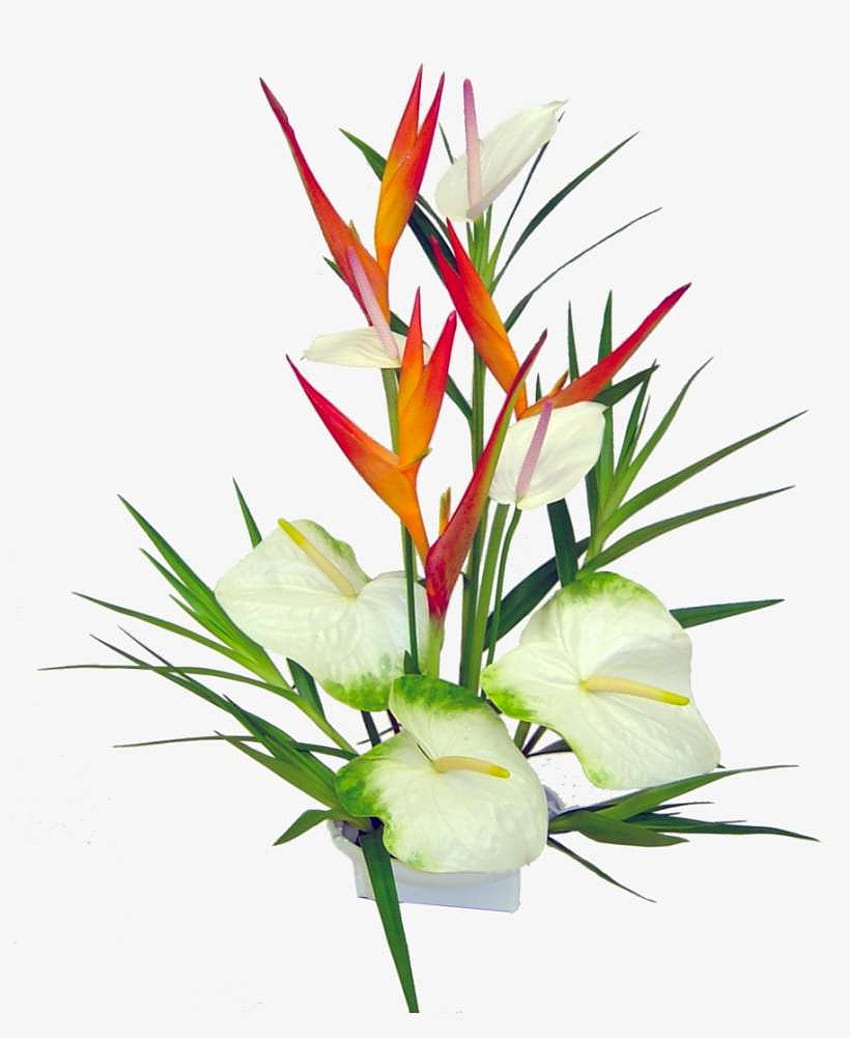 Тропически цветя, Emogen Reddish - Тропическо цвете Png Прозрачен PNG. Прозрачен PNG на SeekPNG, цветя от тропическите гори HD тапет за телефон