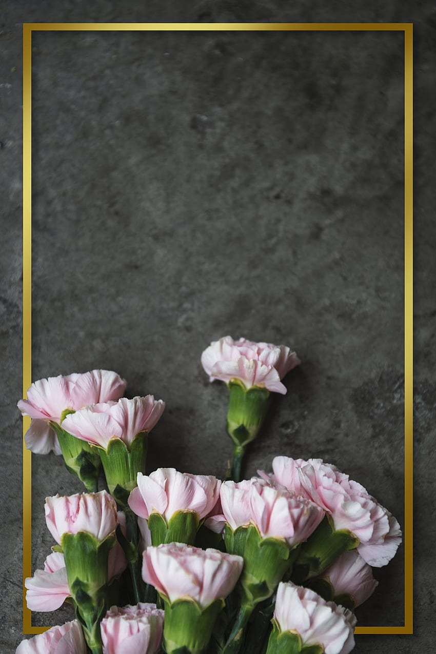 Vectors Pngs Mockups And Background Pink Carnation Hd Phone Wallpaper