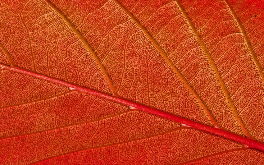 Autumn, texture, leaf, orange, pattern HD wallpaper