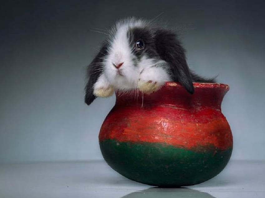 กระต่ายน่ารัก น่ารัก กระต่าย หม้อ วอลล์เปเปอร์ HD