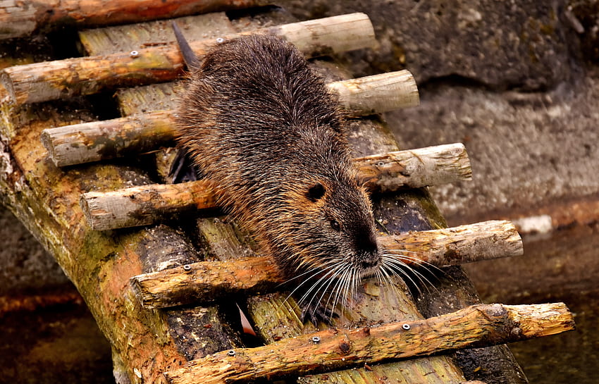 Animals, Rodent, Dam, Nutria, Swamp Beaver HD wallpaper