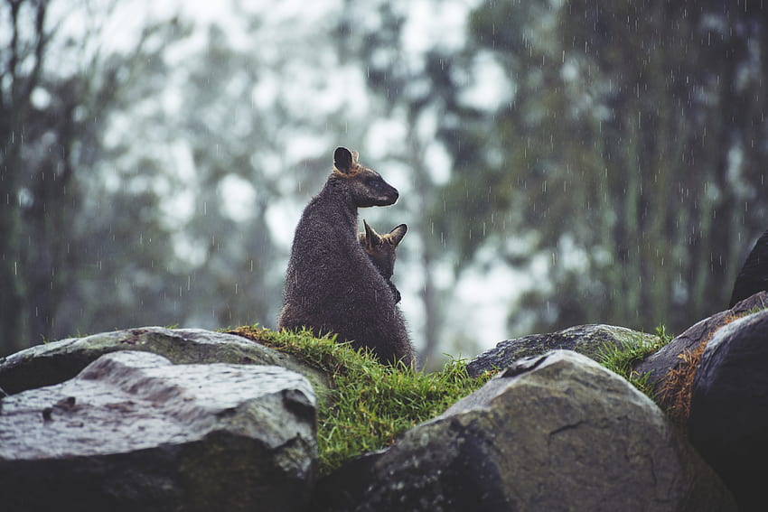 Tiere, Gras, Steine, Regen, Känguru, Jung, Paar, Paar, Joey HD-Hintergrundbild