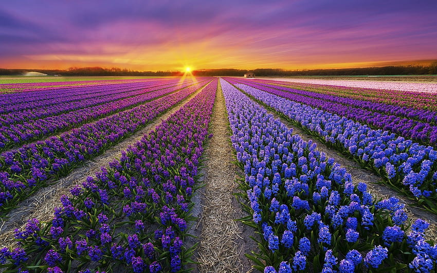 Purple Blue & Pink Hyacinth . Purple Blue & Pink Hyacinth stock HD wallpaper