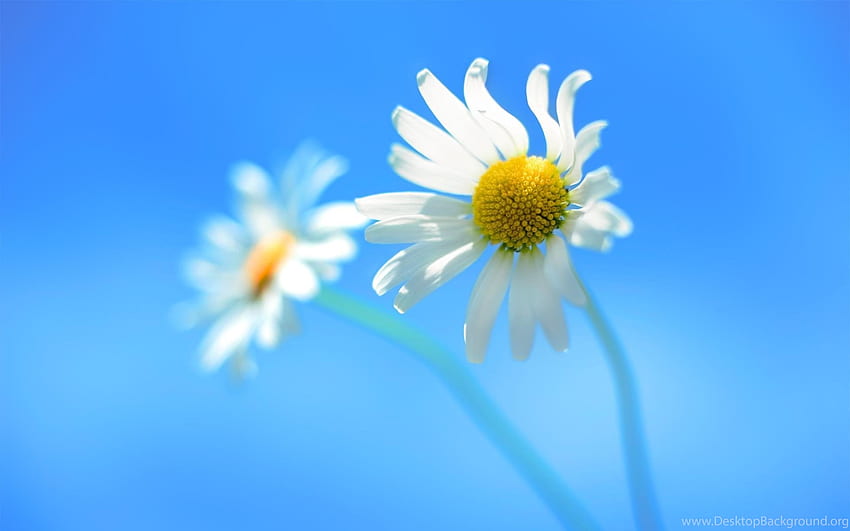 Nature, Flowers, Closeup, White Flowers, Windows 8 Background HD wallpaper