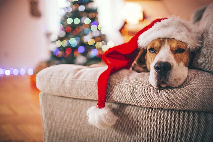 Natale cane, cane, craciun, natale, rosso, cappello, caine, sonno, babbo natale Sfondo HD