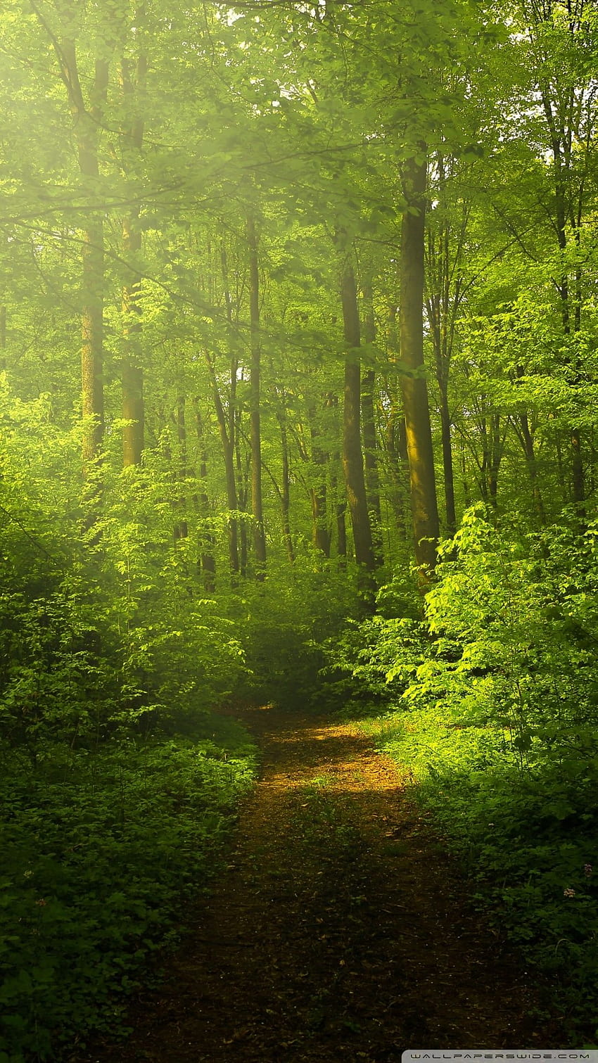 Beautiful Nature , Green Forest ❤, Smart Nature HD phone wallpaper