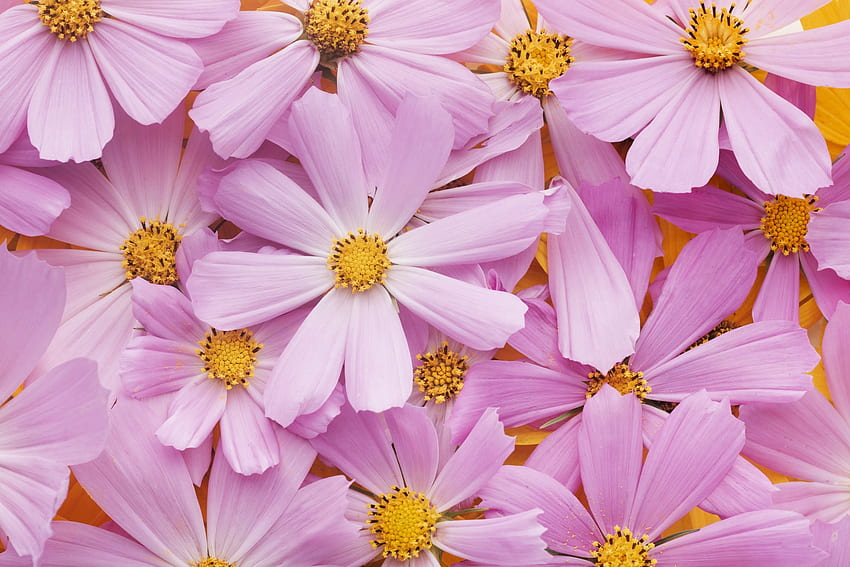 Flowers, cosmos, pink, yellow, carpet, skin, texture HD wallpaper