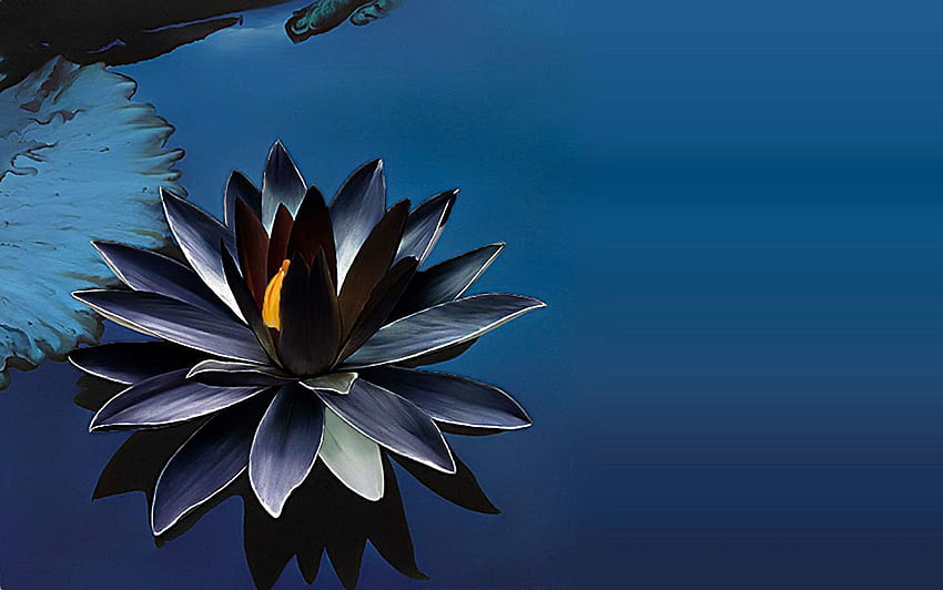 Huddle Lotus Flower Seeds (paquete de 15 semillas) - Black Lotus Seed Growing Lotus trae vibraciones positivas según Vaastu Shastra: Jardín y Exteriores fondo de pantalla