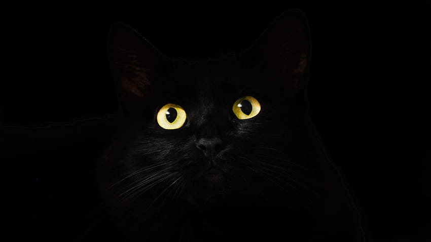 Ojos de gato negro Oscuro , Ojos , Gato , Animales , . De Gatos, Nombres De Halloween Para Gatos, Gato, Gato Negro Genial fondo de pantalla