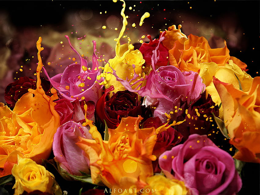 Rosen, Rose, Farbe, cool, schön HD-Hintergrundbild