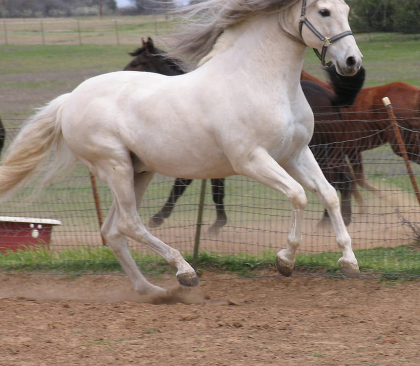 Courir avec le vent, espagne, cheval gris, chevaux, étalon espagnol, lechoso, animaux, étalon andalou Fond d'écran HD