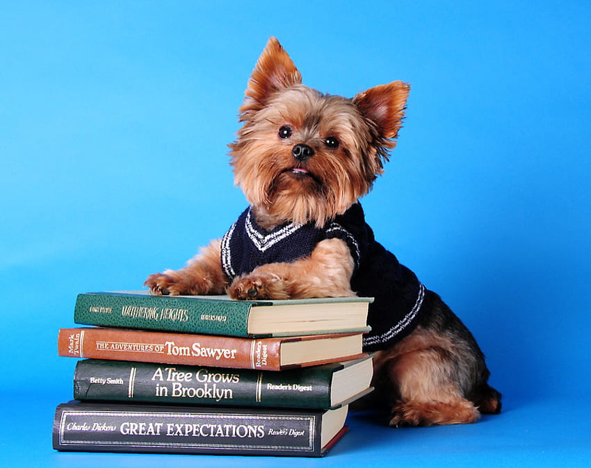 Cachorro e livros, doce, animal, cachorro, cachorrinho, livro, animal de estimação papel de parede HD