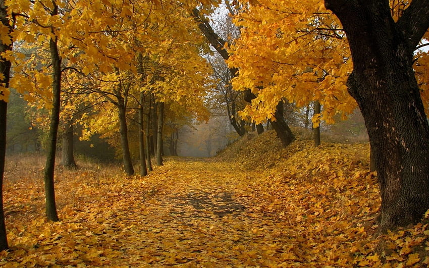 Path Through The Autumn Forest, path, fall, trees, autumn, nature, forest, foliage HD wallpaper